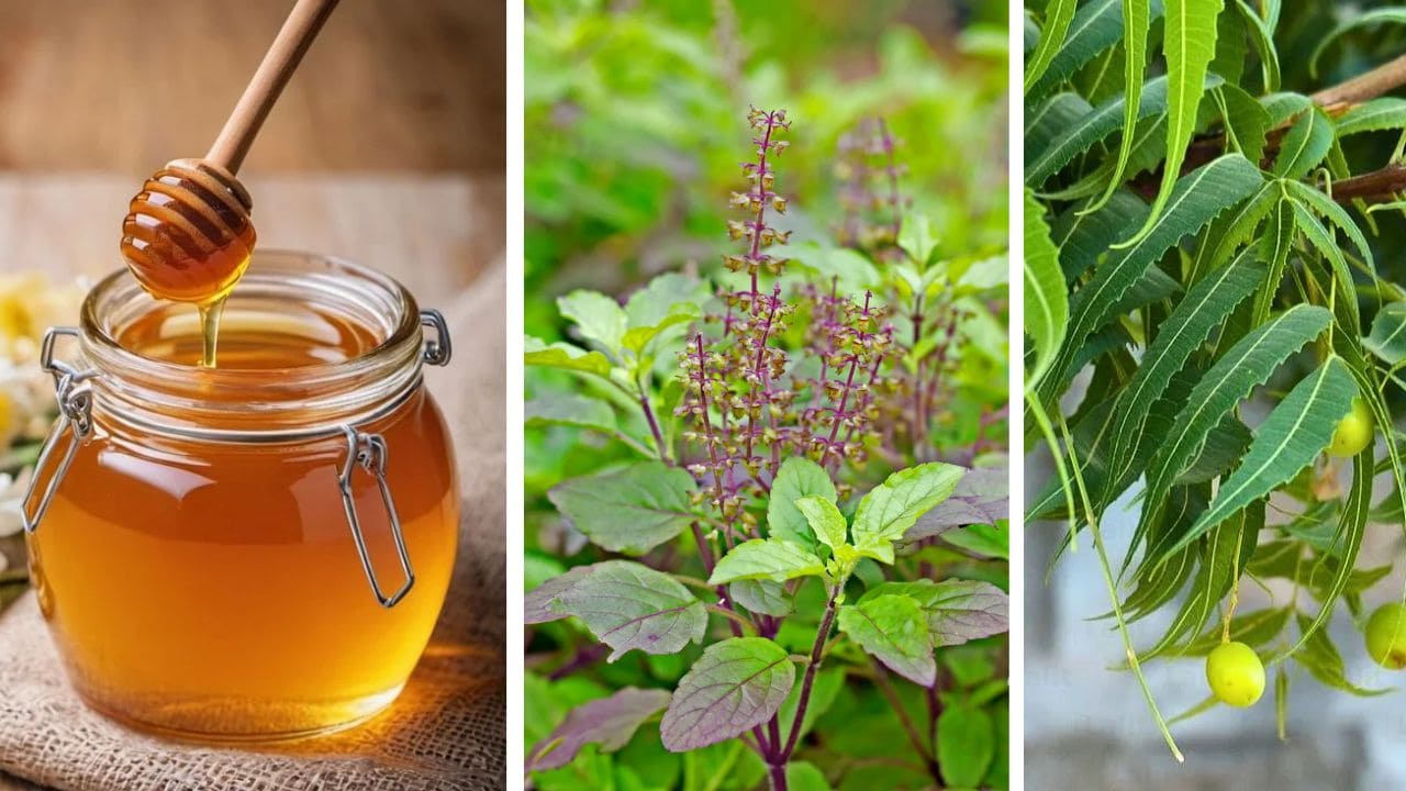 Neem Tulsi Honey Benefits