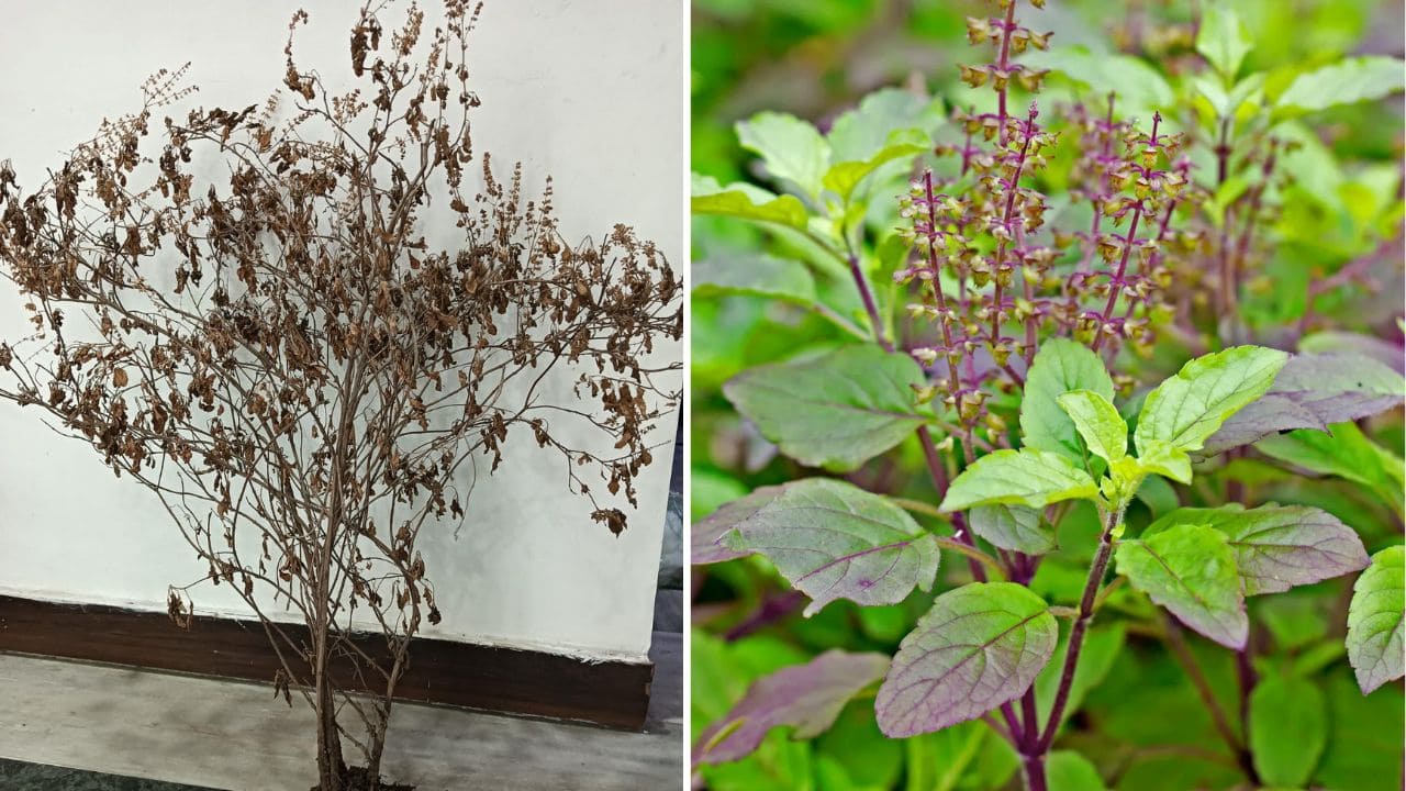 Tulsi plant care in winter season