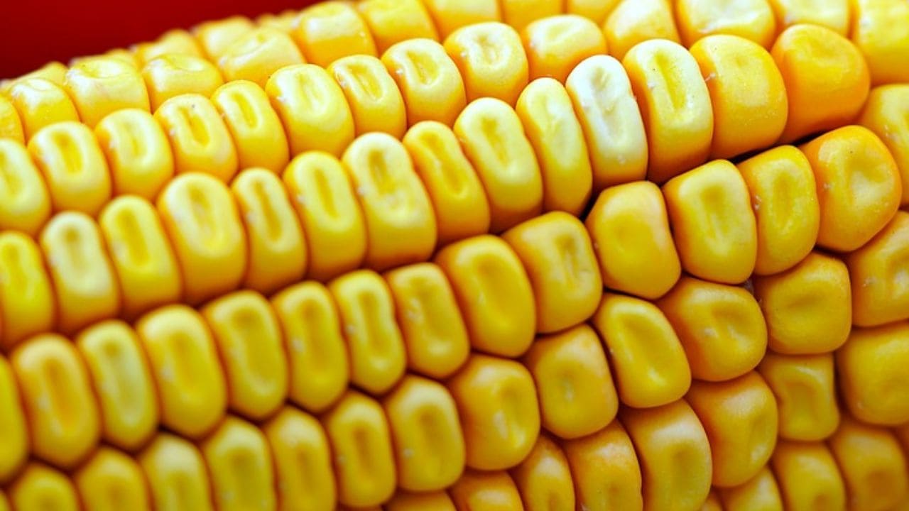 मक्के से बनने वाले इन 4 लजिज पकवानों का है जलवा , खाने के स्वाद में लगा देते हैं चार चांद