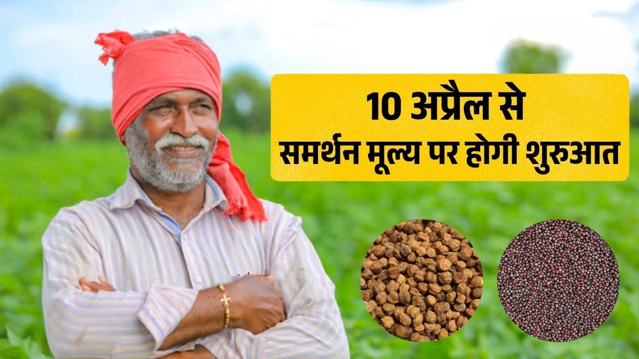 राजस्थान में सरसों और चने की खरीद की तैयारी पूरी, 10 अप्रैल से समर्थन मूल्य पर होगी शुरुआत