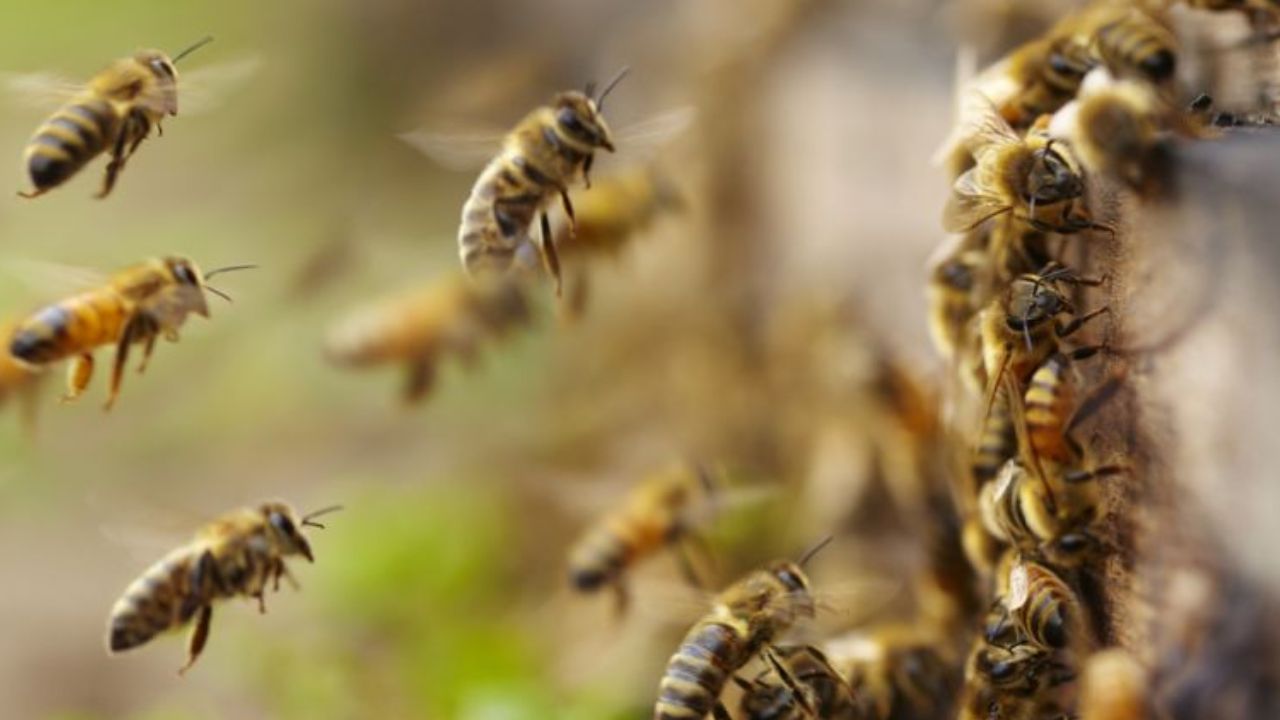 जैन मंदिर के समारोह में मधुमक्खियों का हमला, 100 से ज्यादा लोग घायल