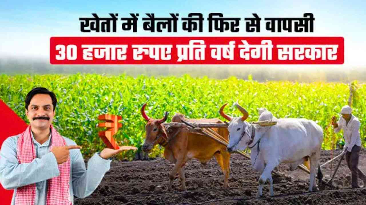 बैल खेती को नया जीवन